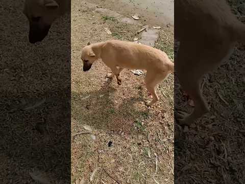 Mini vlog part 14 # street dog lover # cartoon # shorts