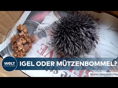 WAHRE TIERLIEBE: Igel-Rettungsaktion entpuppt sich als ulkige Verwechslung!