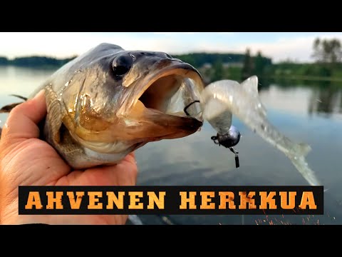 Kuhalle ja ahvenelle herkkua tarjolla / Alburnus FT uutuus jigi