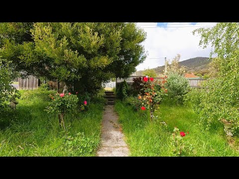 We Found A Garden Jungle On Facebook...The Cleanup Was INSANE!