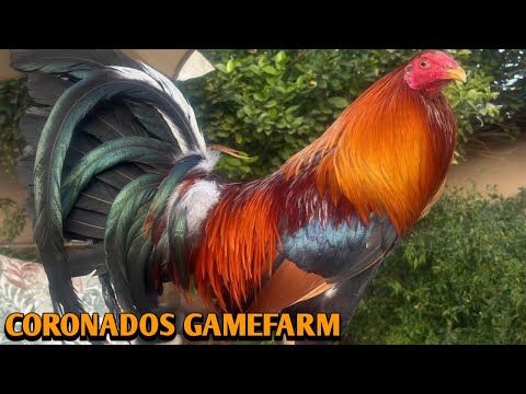 Yellow leg hatch Penny Hatch Grey - CORONADOS FARM