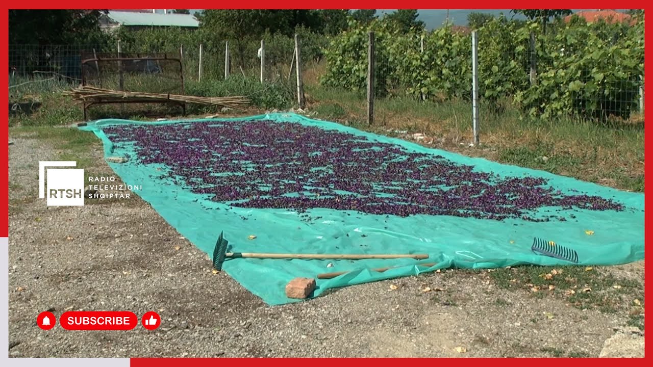 Kultivimi i bimëve medicinale, fermerët e fushës së Korçës nisin mbledhjen e lule mëllagës
