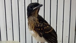 Download lagu Suara Pancingan Agar Murai Batu Anakan TROTOL ( PAUD ) Cepat Belajar Bunyi Ngeriwik & Ngeplong GACOR mp3 Download lagu Suara Pancingan Agar Murai Batu Anakan TROTOL ( PAUD ) Cepat Belajar Bunyi Ngeriwik & Ngeplong GACOR mp3