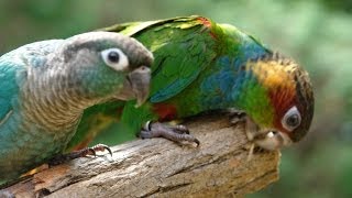 Conures Colorful as Carnival