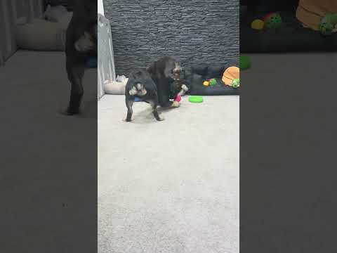 Video 1
