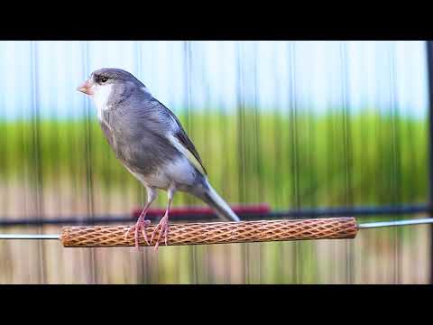 Your canary will sing along after hearing this beautiful canary song