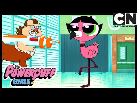 Die Wissenschaftsmesse | Die Powerpuff Girls Deutsch | Cartoon Network