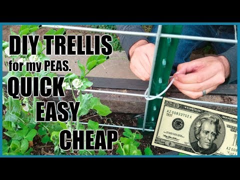 DIY Pea trellis for $20 (Quick, Easy & Cheap)