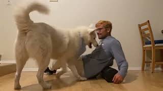 My dog doesn't ever let me exercise..