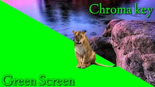 Download lagu Green screen lion || green screen singa || free download link di deskripsi mp3