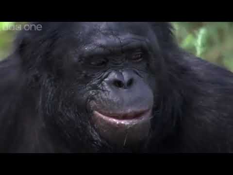 마시멜로 구워먹는 원숭이 (보노보)