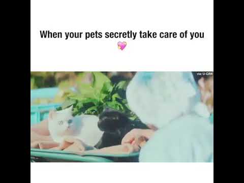 Secret learning of cats to help their hooman❤