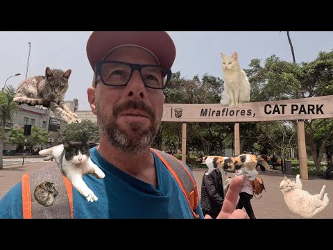 Exploring Miraflores Cat Adoption Park | Lima, Peru