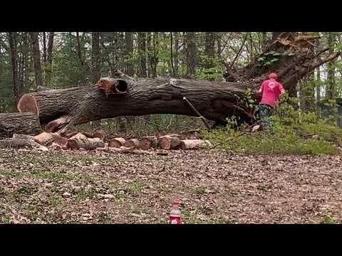 592xp and 562xp buckin big red oak blow down into saw logs