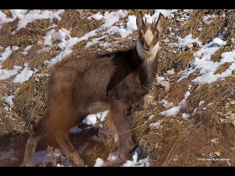 Camosci e stambecchi in valle Stura