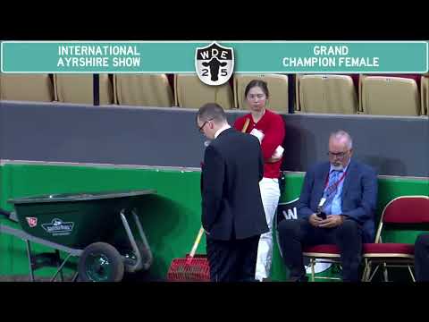 168, 169 Ayrshire Grand & Reserve Grand Champion Female