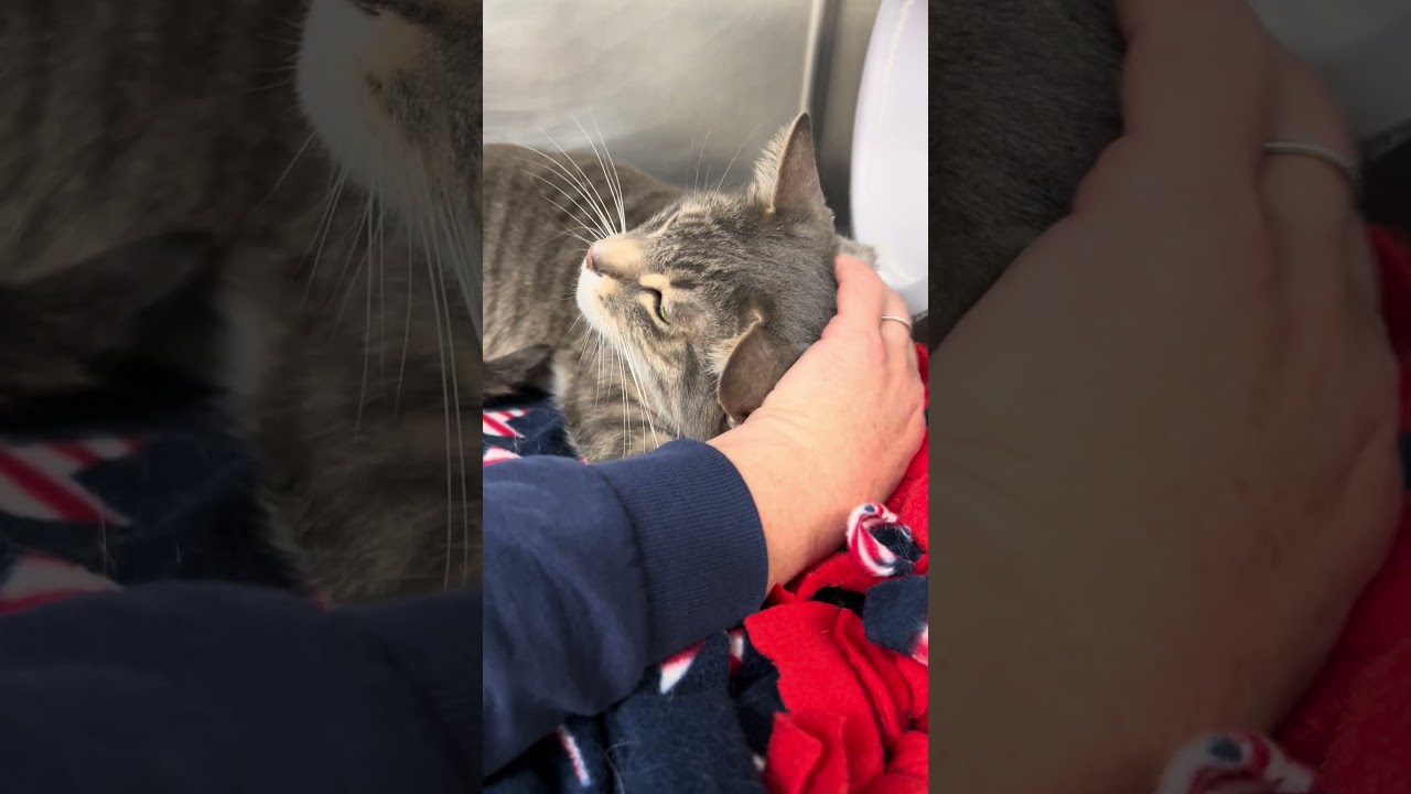 Enlarge T.C., an adopted Domestic Short Hair in Dublin, CA video 2/2