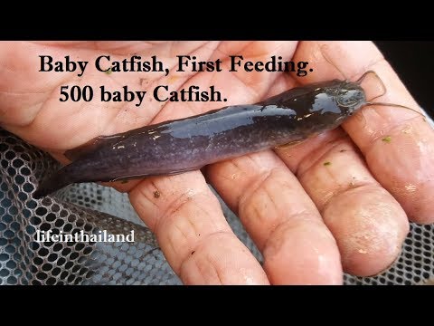 Baby Catfish Update, first feeding.