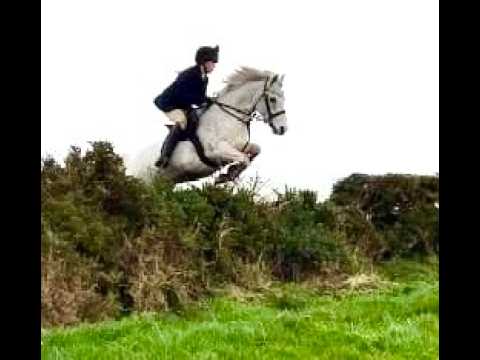 Unbelievable all-round pony - Image 2