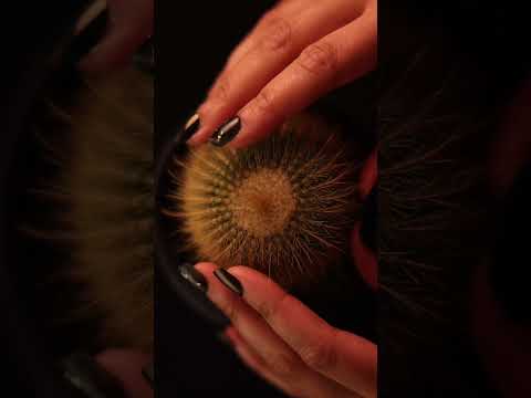 Cactus Sounds🌵 #asmr #satisfyingasmr #asmrshort #cactusasmr