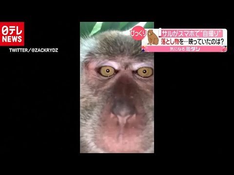 写真家、猿の自撮りで破産