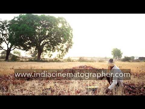 Gathering the MAHUA flower by a tribal man