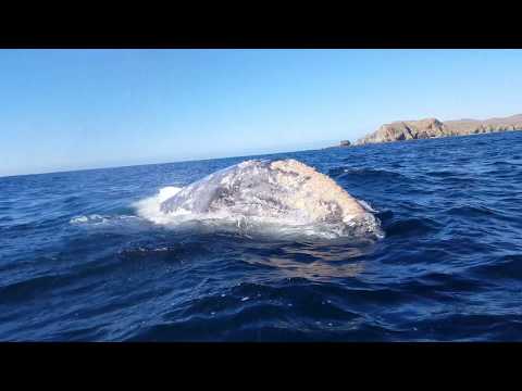 Whales of Magdalena Bay