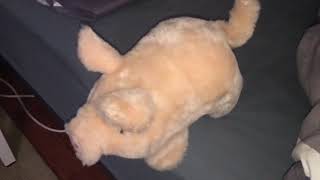 Morning Routine - Mr Piggy