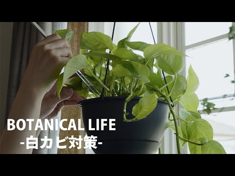 冬に観葉植物に発生する白カビとは？治療方法は？ 3つの効果的な解決策  庭園