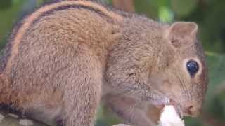 preview picture of video 'Palm Squirrel 01, Sri lanka'