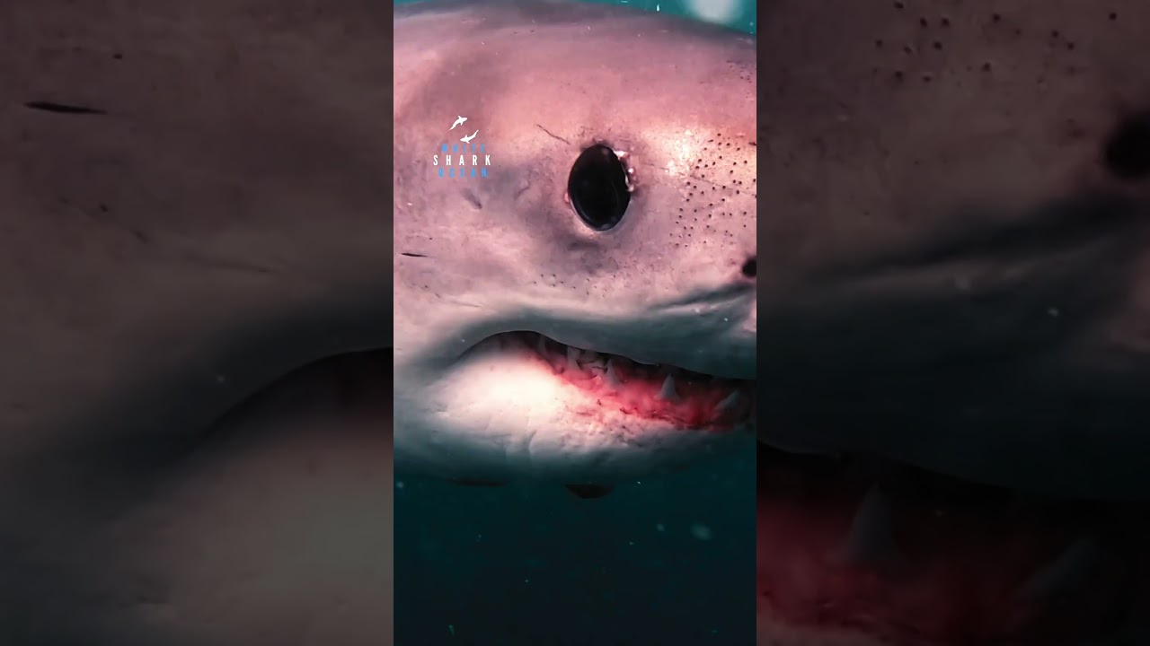 Great White Shark Spots The Camera And Comes For A Look