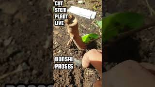 Download lagu Root Program Ficus @therisingofroninbonsai #shorts #viral #viralvideo mp3