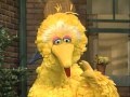 Sesame Street Little Bird Looks For A Home