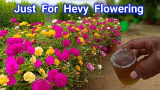 Add it in Portulaca Plant To Get Lots of Flowers | Portulaca Plant Grow and Care Tips Fertilizer