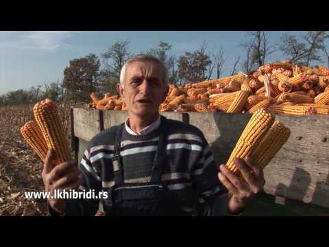 LK HIBRIDI - Pružatovac: Rođaci u sukobu interesa, zbog Delije, Sremca i Bećara