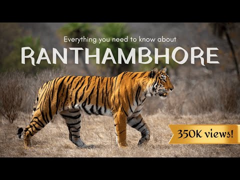 7 Reasons why RANTHAMBHORE is the best park in India for Tiger Safaris