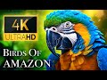 Birds Of Amazon 4K Birds That Call The Jungle Home Amazon Rainforest Scenic Relaxation Film