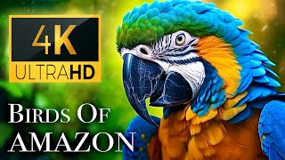 Birds of Amazon 4K - Birds That Call The Jungle Home | Amazon Rainforest | Scenic Relaxation Film