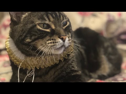 Elizabethan style cat ruffs (pet collar)