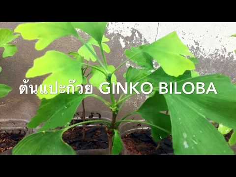 แผนการชายแรง สมาชิกที่เล็กที่สุดของออนไลน์ฟรี