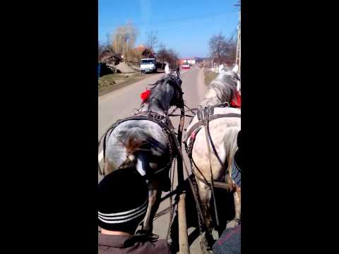 2 iepe de vanzare Valea Larga, Jud. Mures