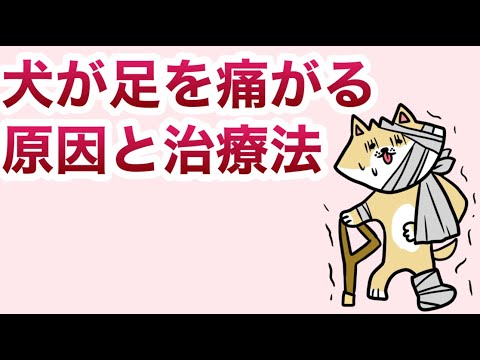 関節痛のある犬の症状と治療法