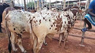 ১৫-০৬-২০২৫🔰ঈদের পর গরুর দাম কেমন যাচ্ছে । রাজশাহী সিটি হাট