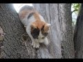 Как бездомный котенок прятался от собаки на дереве 