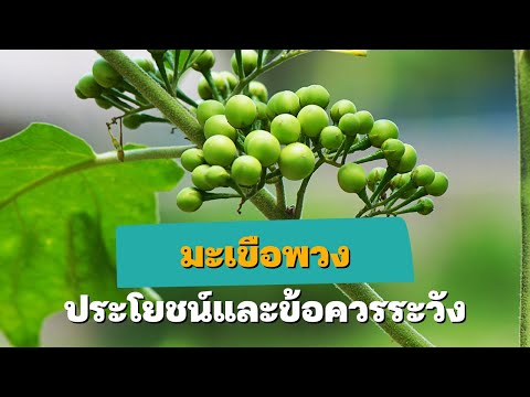 สุขศึกษาน่ารู้ EP84 : ประโยชน์ของมะเขือพวง และข้อควรระวัง