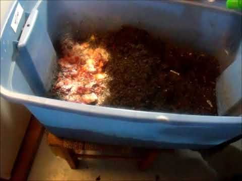 Red Wiggler Feeding and update