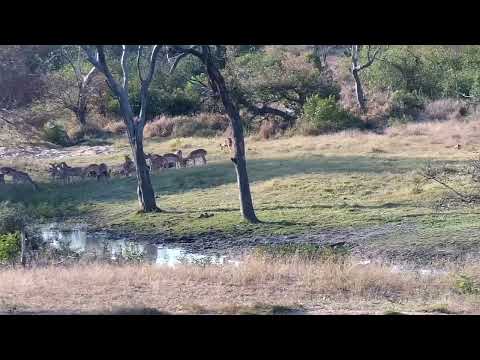 Djuma: Impala herd at shallow end of dam - 16:10 - 09/03/2022