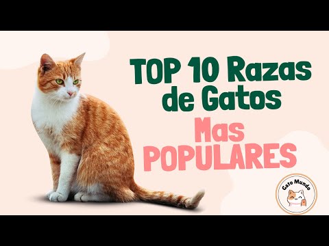 TOP 10 Razas de Gatos mas POPULARES
