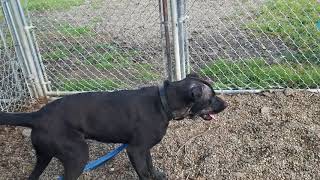 Clearlake Playgroup male mounter