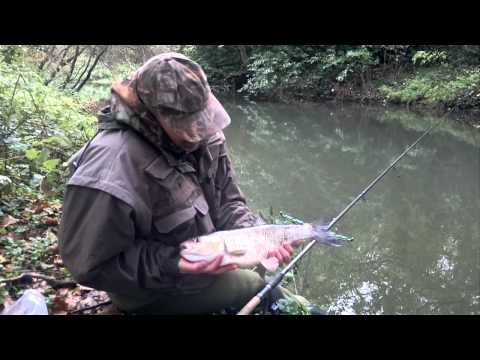 Chub - river chelmer  essex